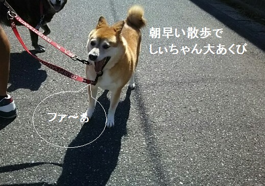 日曜日の朝のお散歩です_f0242002_22492912.jpg