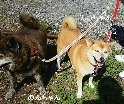 日曜日の朝のお散歩です_f0242002_22494237.jpg