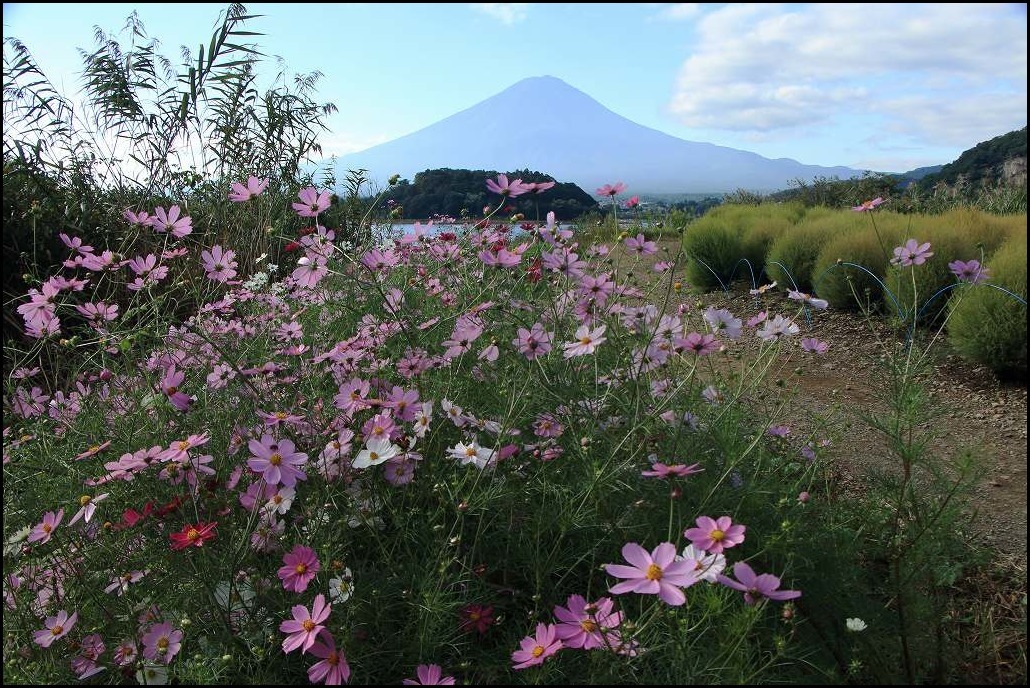 コスモスの花言葉は？_a0188405_23400583.jpg