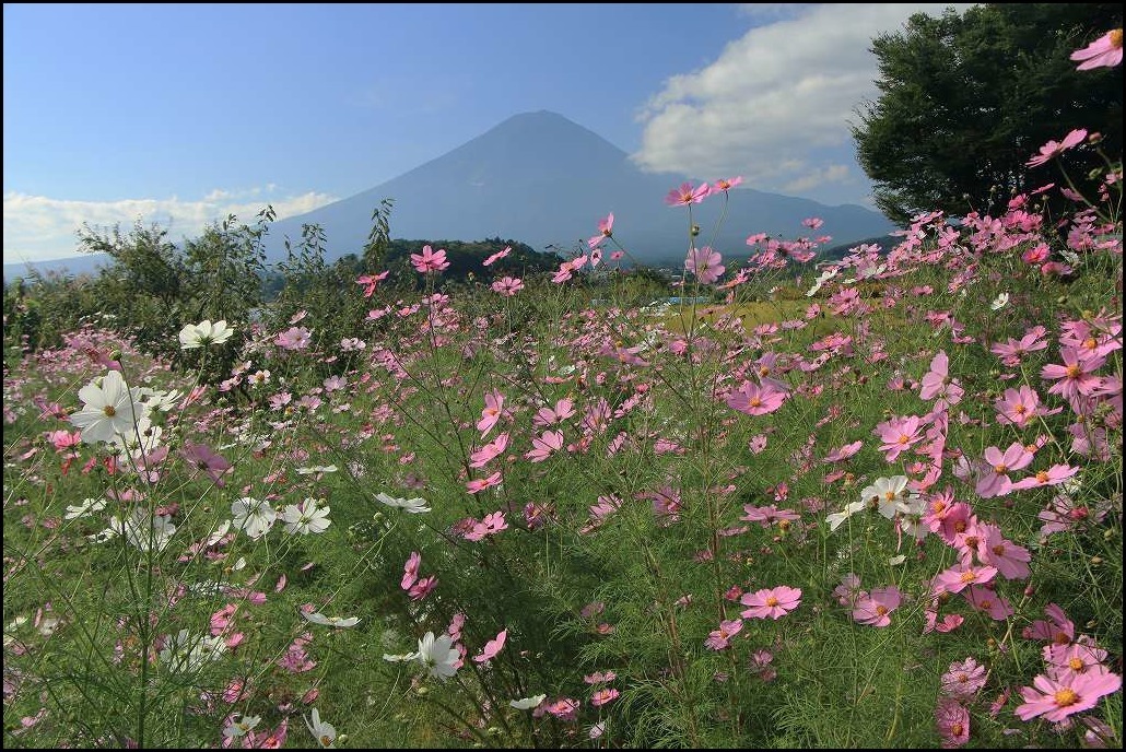 コスモスの花言葉は？_a0188405_23401418.jpg