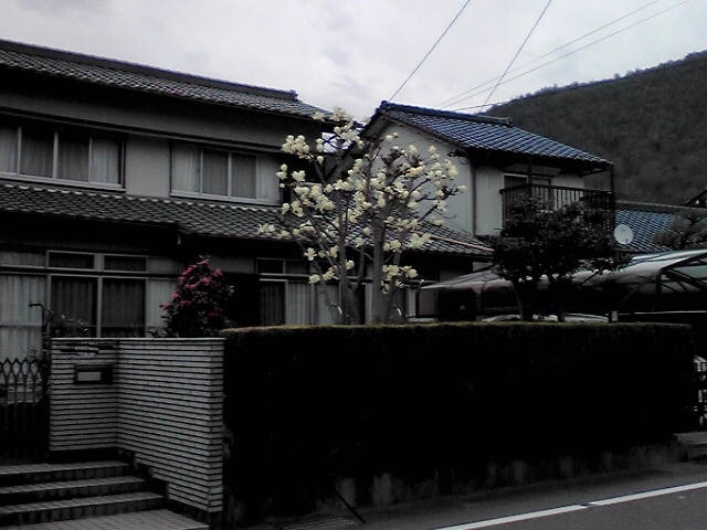 諏訪山の草花_e0336405_21480859.jpeg