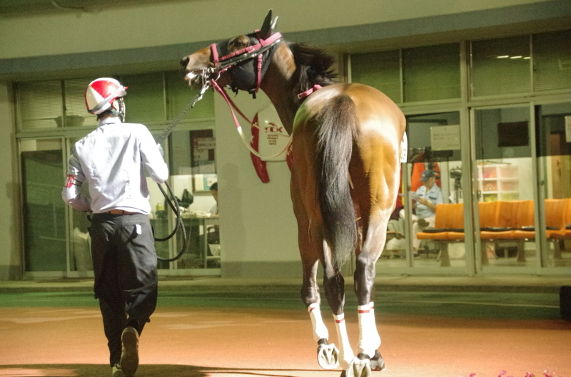 キングタイド 18戦目@大井競馬場 ９R 2017.10.3_f0368205_20233760.jpg