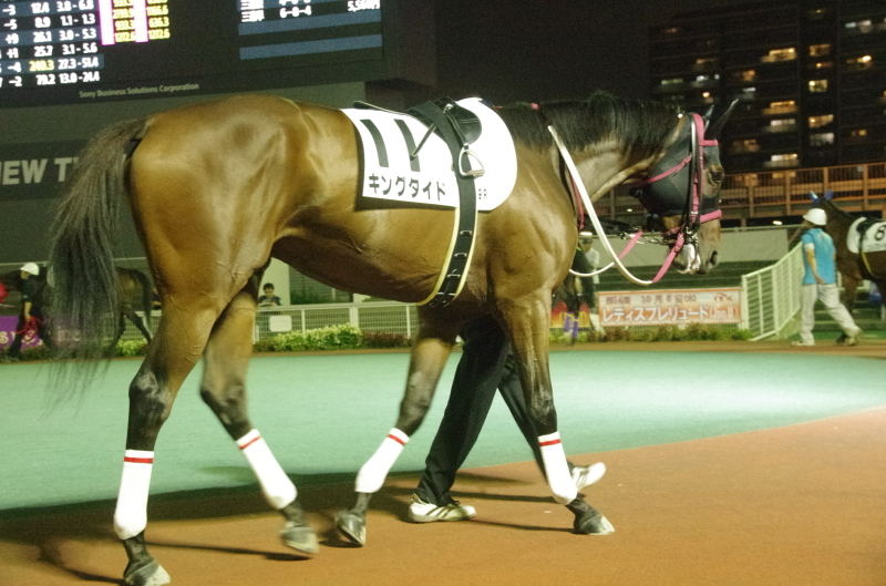 キングタイド 18戦目@大井競馬場 ９R 2017.10.3_f0368205_20240748.jpg