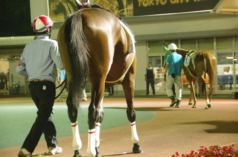 キングタイド 18戦目@大井競馬場 ９R 2017.10.3_f0368205_20242931.jpg