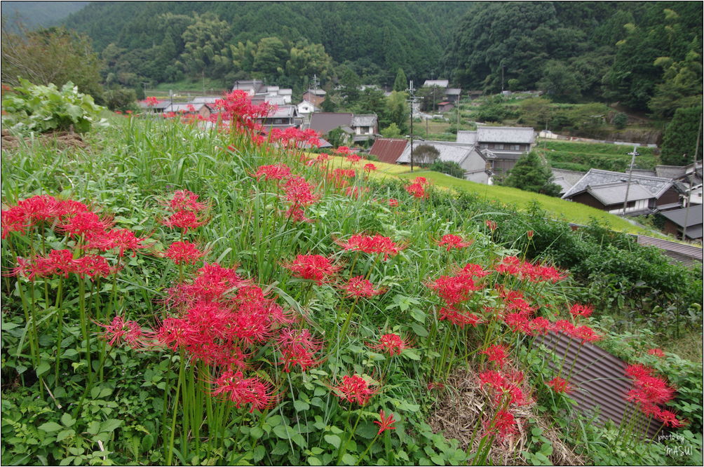 明日香村栢森　丘の上_d0342307_19344776.jpg