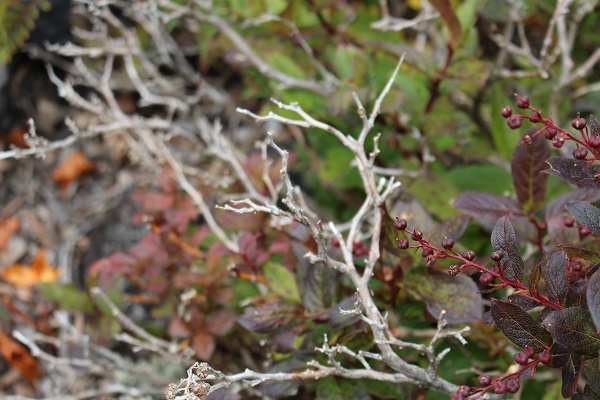 c0178009_18290029.jpg