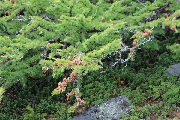 c0178009_18304922.jpg