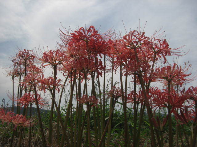 c0062511_22025048.jpg