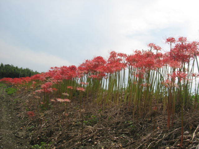 c0062511_22102408.jpg