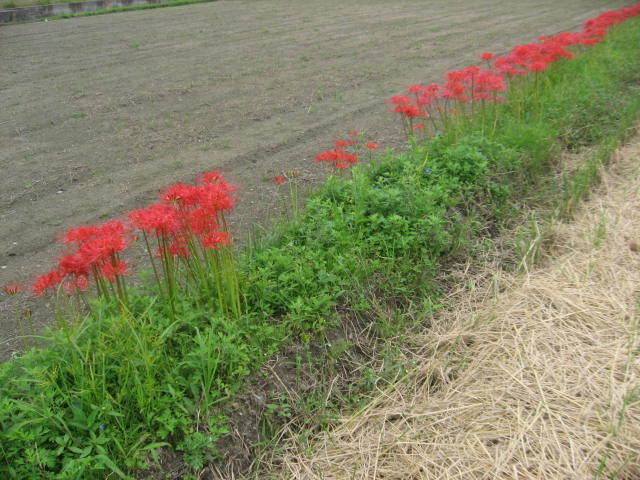 c0062511_22183218.jpg