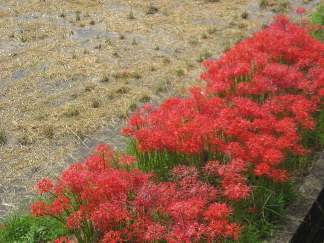 c0062511_22214538.jpg