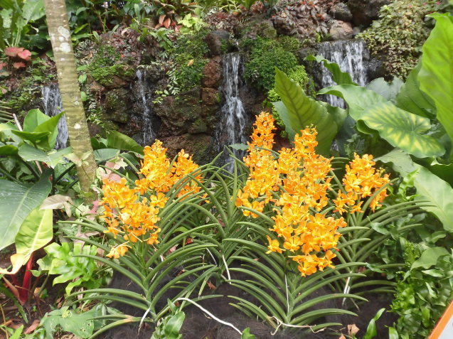 シンガポール植物園(ボタニカルガーデン)2_d0336014_00591241.jpg