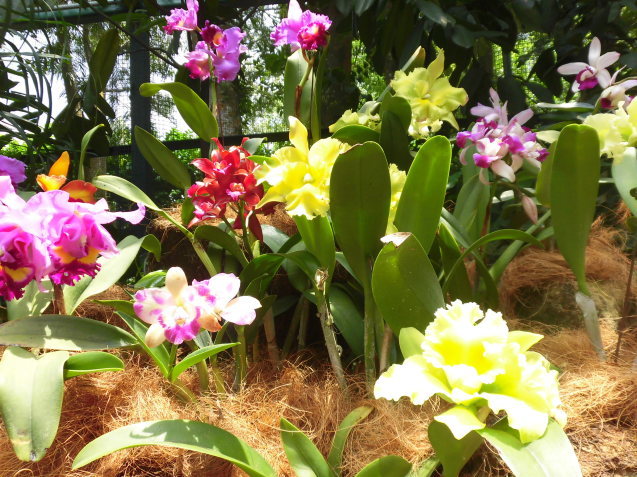 シンガポール植物園(ボタニカルガーデン)2_d0336014_01001944.jpg