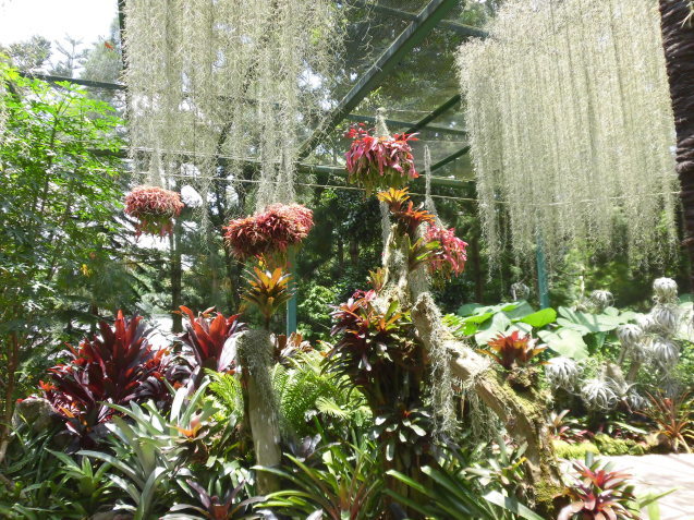 シンガポール植物園(ボタニカルガーデン)2_d0336014_01343598.jpg