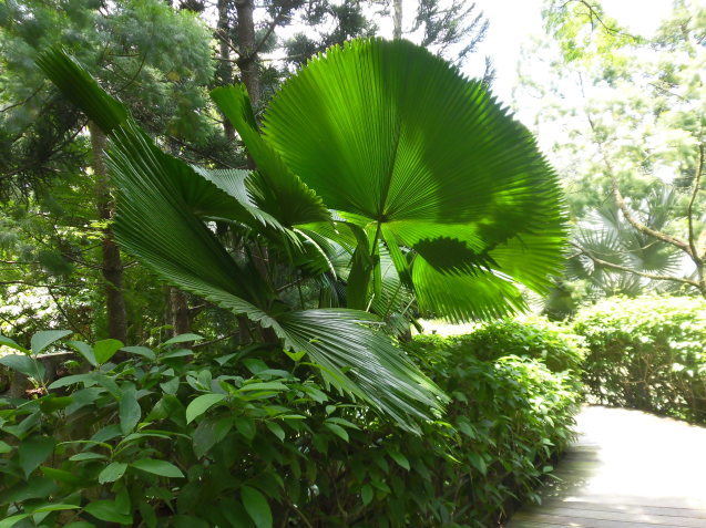 シンガポール植物園(ボタニカルガーデン)2_d0336014_01380995.jpg