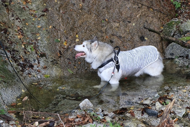 富士山ドライブからのユーシンブルー_b0207615_21305280.jpg