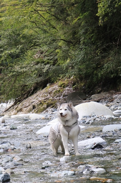 富士山ドライブからのユーシンブルー_b0207615_21313541.jpg