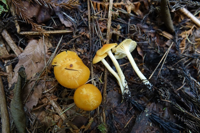 f0360815_16110691.jpg