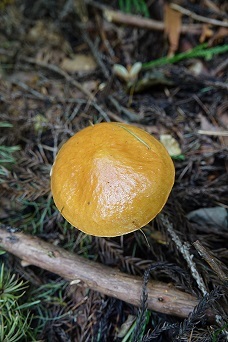 f0360815_16113666.jpg