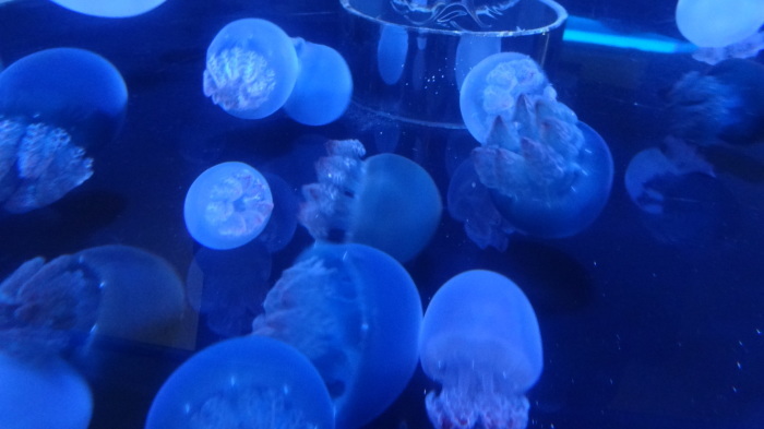 名古屋港水族館 17年6月3日 土 ちょこ家の日々