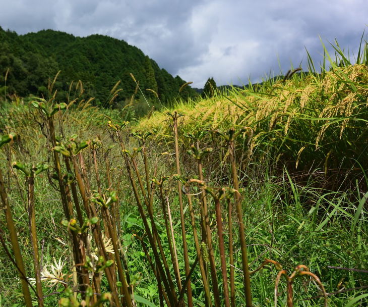 d0355116_21231136.jpg
