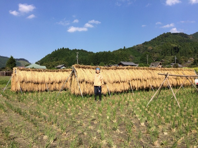 稲架追加して黒米架け替えてコシヒカリ稲架かけ。美味しいおやつ。畑の白菜。_c0338018_17293249.jpg