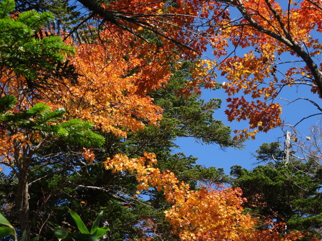 東吾妻山、紅葉が始まる_c0141223_18272641.jpg