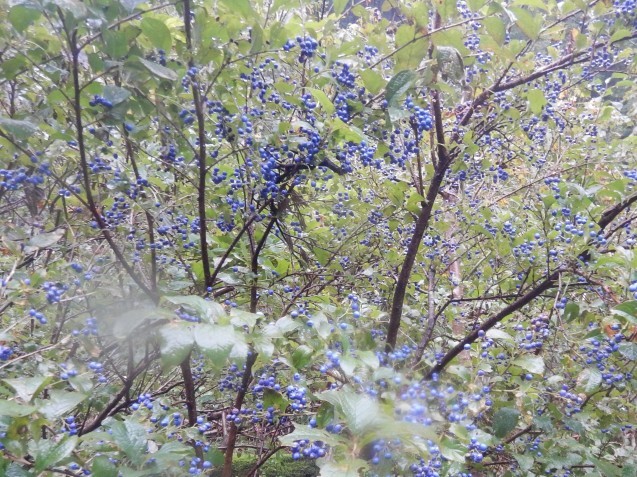 f0118332_17361534.jpg