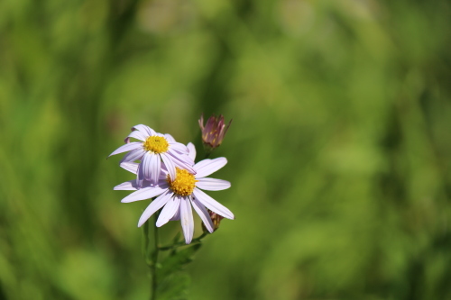 秋を楽しむ・草花_a0345833_20200856.jpg