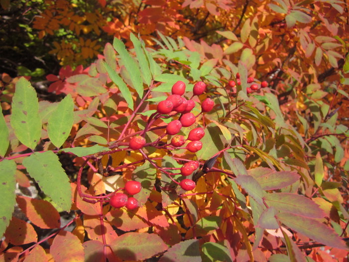 c0038434_21522188.jpg