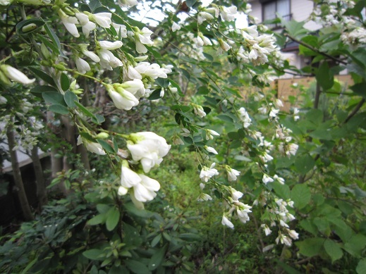 f0370337_17505965.jpg