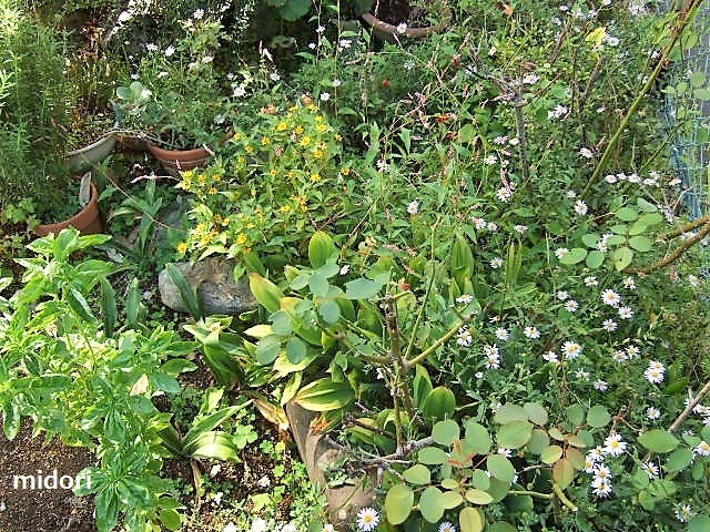 e0034540_18290445.jpg