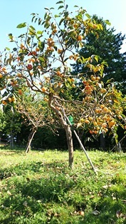 b0080342_10441340.jpg