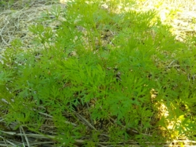 c0330749_18385281.jpg