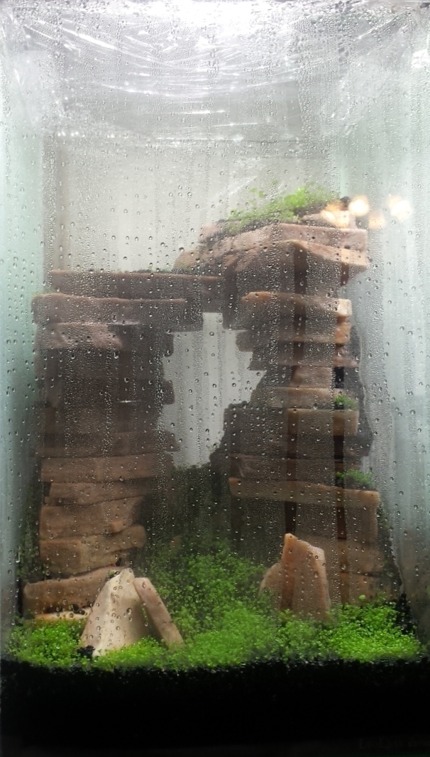 種から始める水草水槽 のんびりいこうよ 水槽生活 種から始める水草水槽 のんびりいこうよ 水槽生活