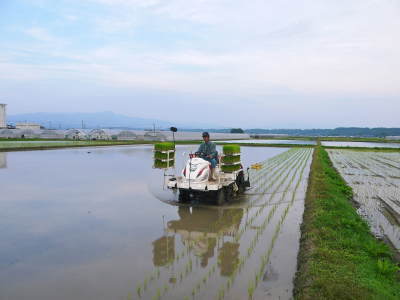 七城米　長尾農園　今年も実に美しい！美しすぎる田んぼの稲刈り前の様子！稲刈りは10月中旬です！_a0254656_16052247.jpg