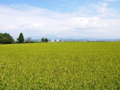 七城米　長尾農園　今年も実に美しい！美しすぎる田んぼの稲刈り前の様子！稲刈りは10月中旬です！_a0254656_16174563.jpg