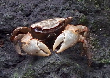 カニ 黒弁慶蟹 Chiromantes Dehaani 自然感察 Nature Feeling