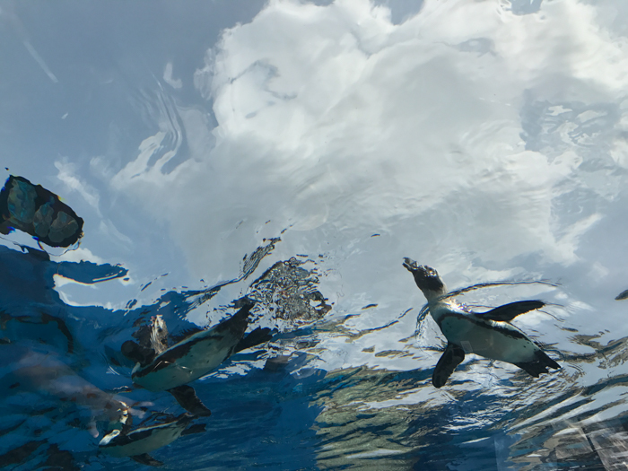 サンシャイン水族館　その10(オーラス)　野外展示の２　空飛ぶペンギン_d0068664_23053596.jpg