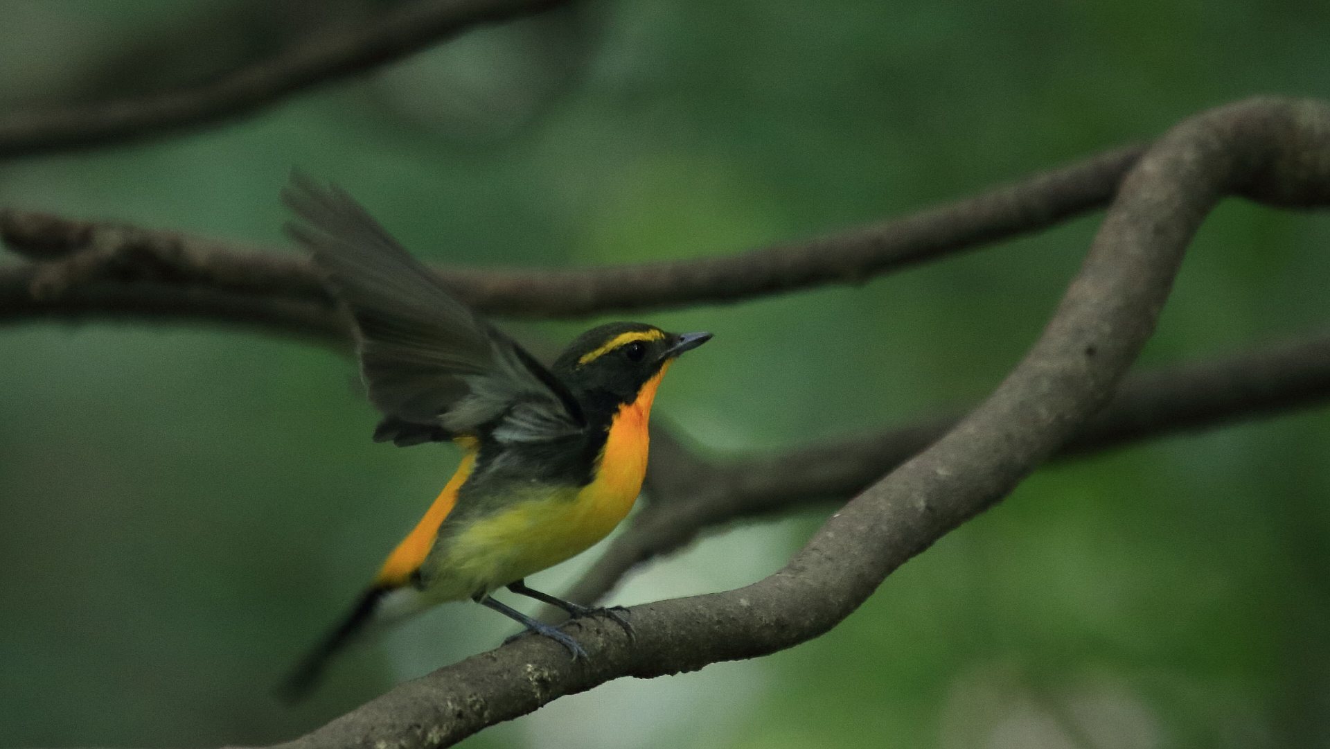 キビタキ雄成鳥の羽拡げ_f0105570_21272299.jpg