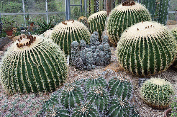 和歌山県植物公園　緑化センター　温室_e0177271_11452162.jpg