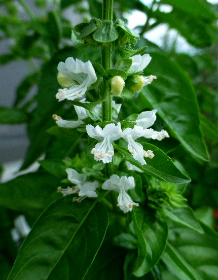 ハーブの魅力 スウィートバジルの白い花 野に咲く北国の花