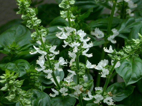 ハーブの魅力 スウィートバジルの白い花 野に咲く北国の花