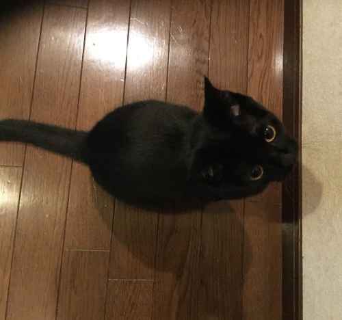 藍でベスト_e0358096_19213417.jpeg