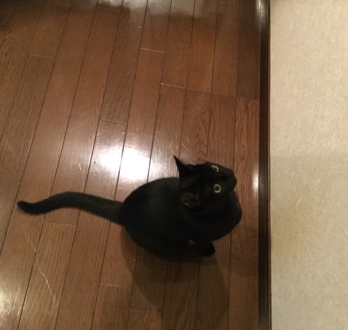 藍でベスト_e0358096_19220785.jpeg