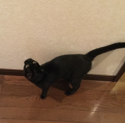 藍でベスト_e0358096_19230851.jpeg
