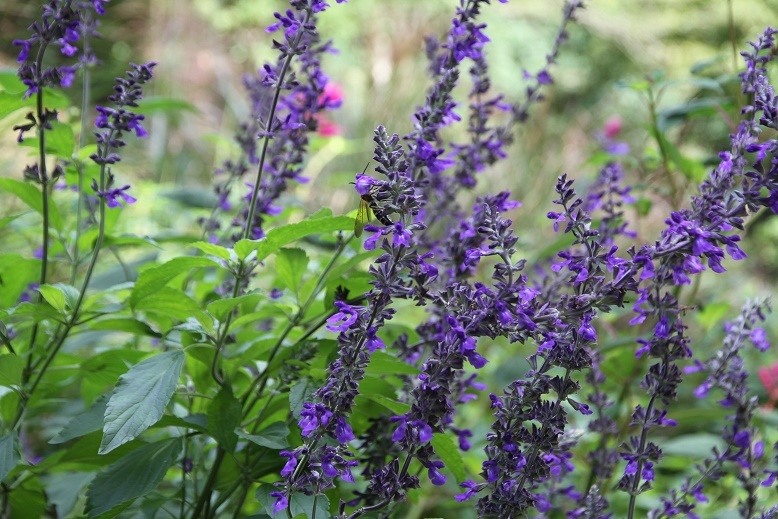 青紫色の小花がたくさん咲いています 神戸布引ハーブ園 ハーブガイド ハーブ花ごよみ