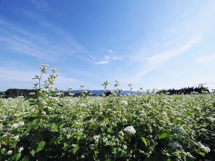 三重県いなべ市のそばの花 17 いわしののんびり遊泳 ｖｏｌ ２