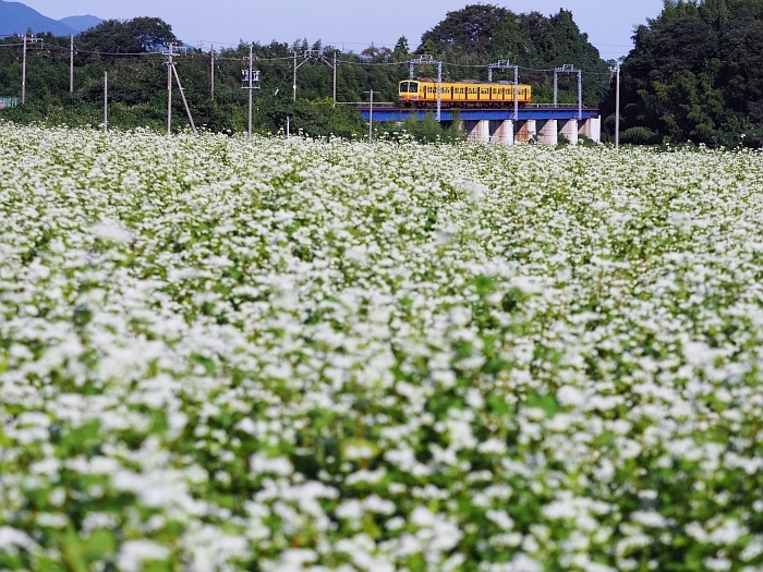 三重県いなべ市のそばの花 17 いわしののんびり遊泳 ｖｏｌ ２