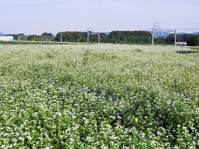 三重県いなべ市のそばの花 17 いわしののんびり遊泳 ｖｏｌ ２